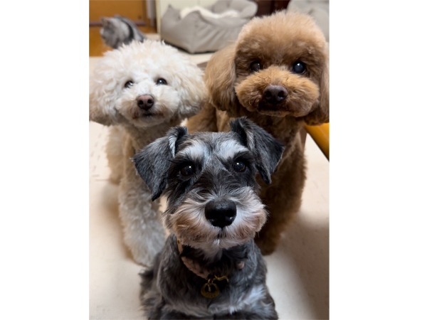 モデル犬卒業後、里親さん宅での様子♪～リアンちゃん～